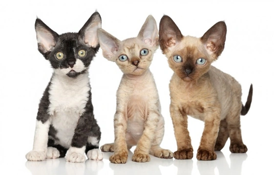 Mengenali Kucing Devon Rex