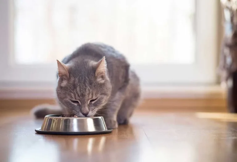 Makanan Kucing: Apa yang Perlu Anda Ketahui