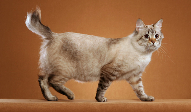 Mengenali Baka Kucing American Bobtail