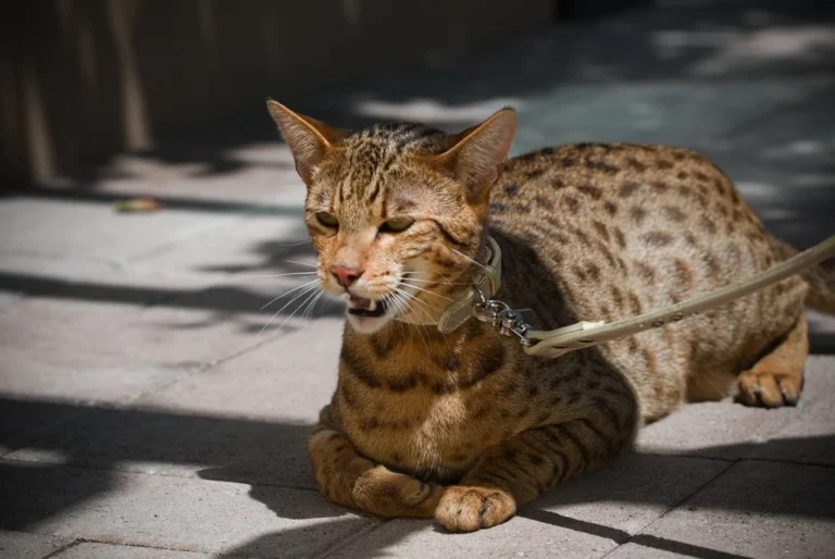 Kucing Domestik yang Unik: Satu Dunia Ajaib Yang Menanti Untuk Diterokai