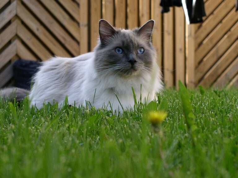 Baka Kucing Eksotik – Lebih Dari Sekadar Kucing Biasa