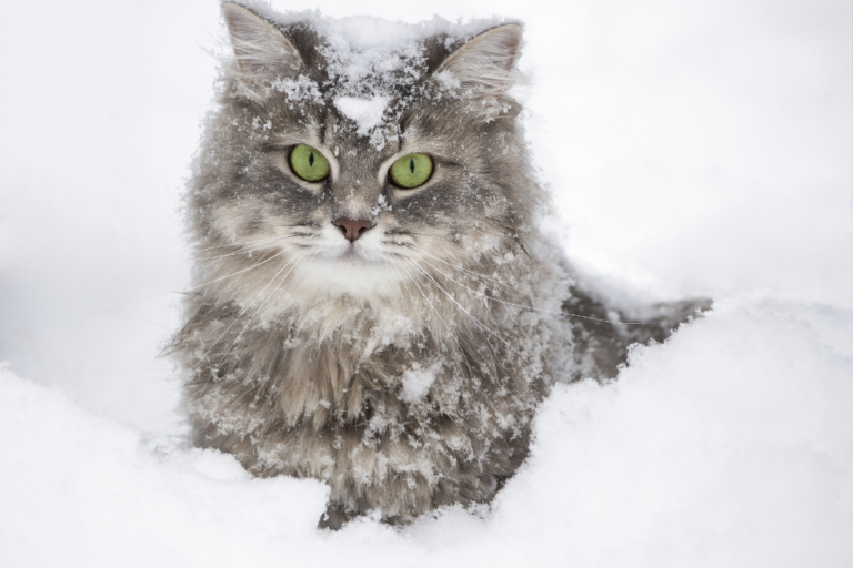 Mengenali Kucing Siberian yang Amat Mengagumkan