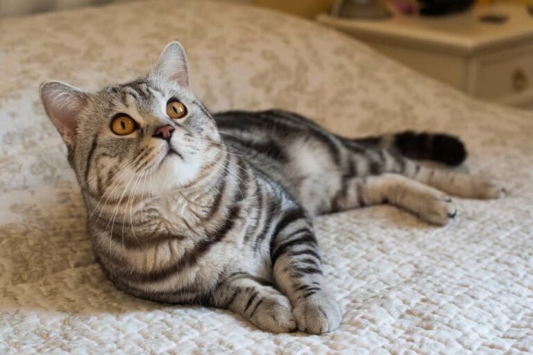 American Shorthair – Kucing Domestik Purba Amerika