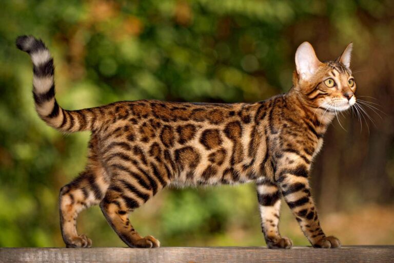 Baka Kucing Domestik Termahal di Dunia