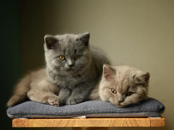 Panduan Terperinci: Cara Memilih Kucing yang Sempurna untuk Anda