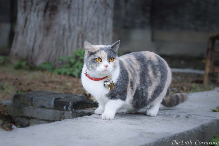 Baka Kucing Unik untuk Pelihara