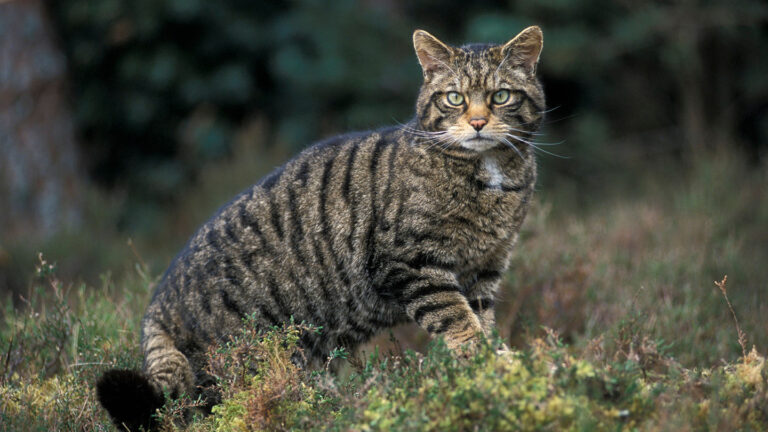 Mengenali Kucing Hutan yang Misterius