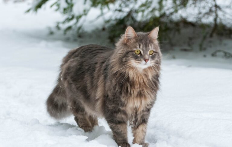 Jenis-Jenis Kucing Berbulu Lebat: Si Comel yang Memikat Hati