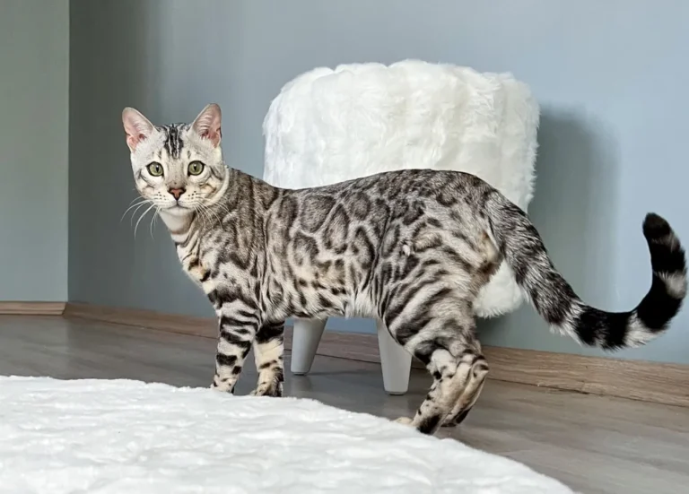 Mengenali Baka Kucing Bengal