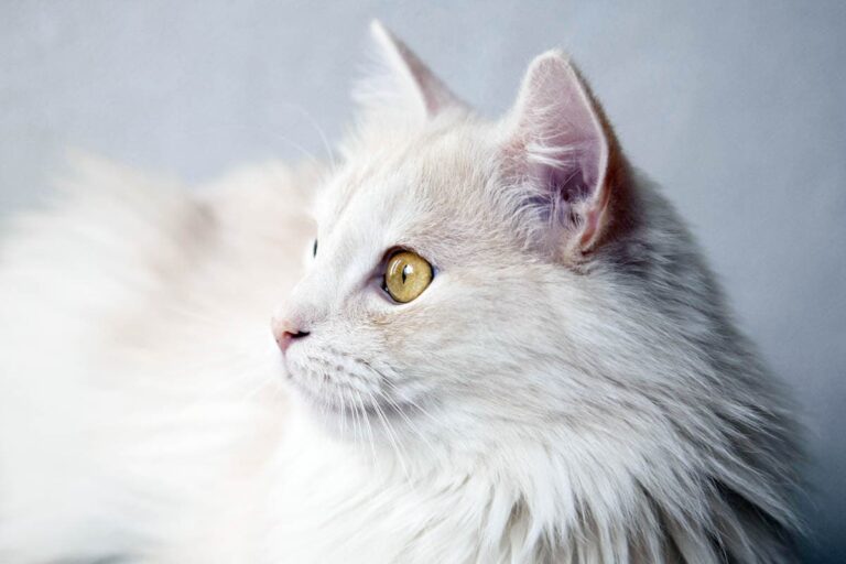 Kucing Angora Turki (Turkish Angora Breed)