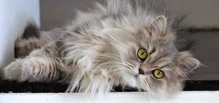 Kucing Domestic Long Hair: Keindahan yang Memikat Hati