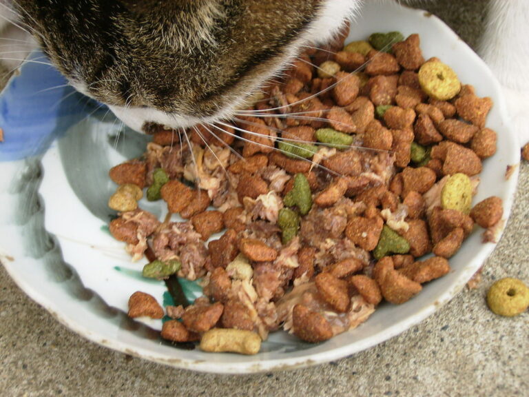 Makanan Kucing Berfiber Tinggi untuk Kesihatan Pencernaan