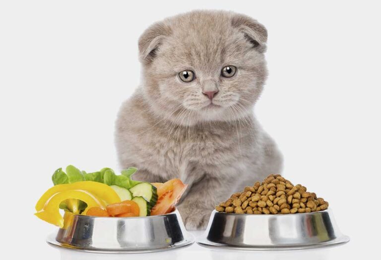 Diet Bahan Terhad Untuk Kucing Yang Mengalami Alergi