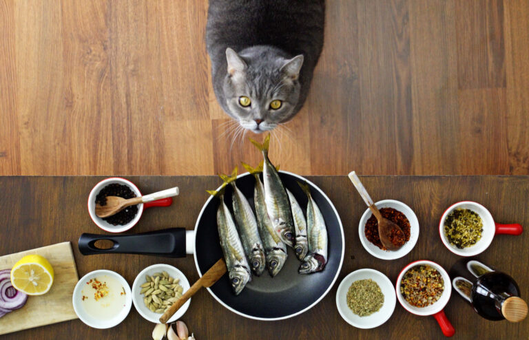 Idea Masakan Kucing Buatan Sendiri