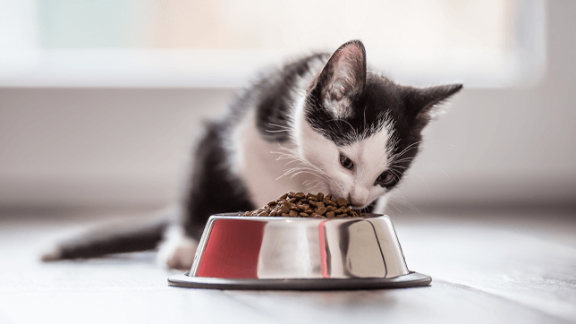 Makanan Basah untuk Pengurusan Berat Badan Kucing