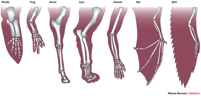 Comparative anatomy: cats vs. other mammals