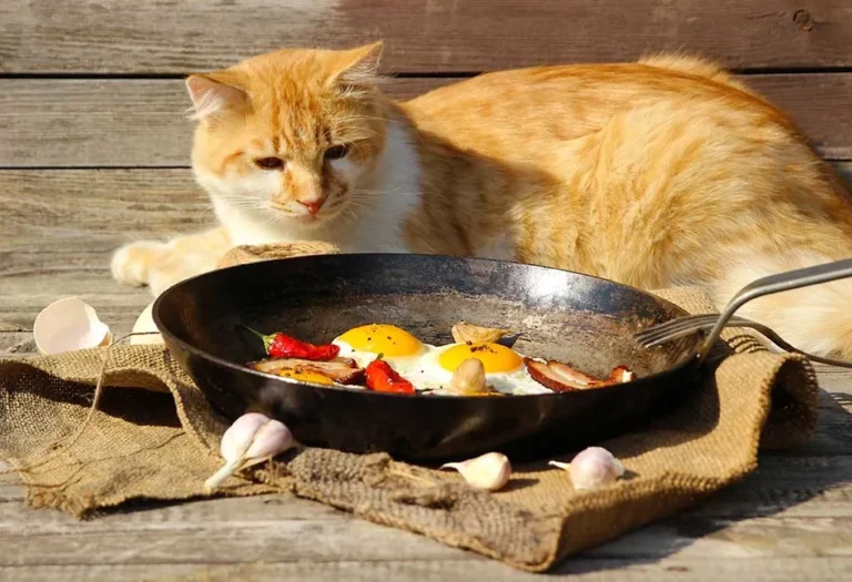 Makanan Kucing Buatan Sendiri yang Berkhasiat