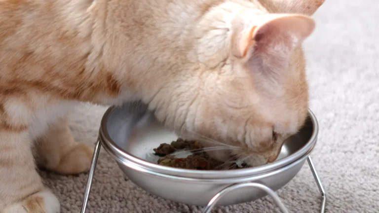 Cara Memilih Mangkuk Makanan Kucing yang Tepat