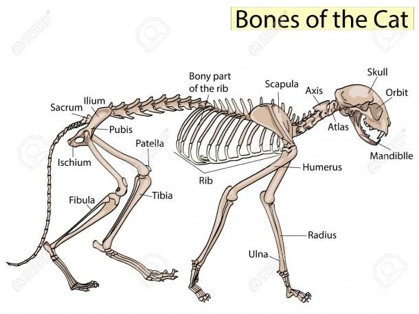 Cat skeletal disorders