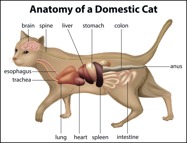 Cat organ systems