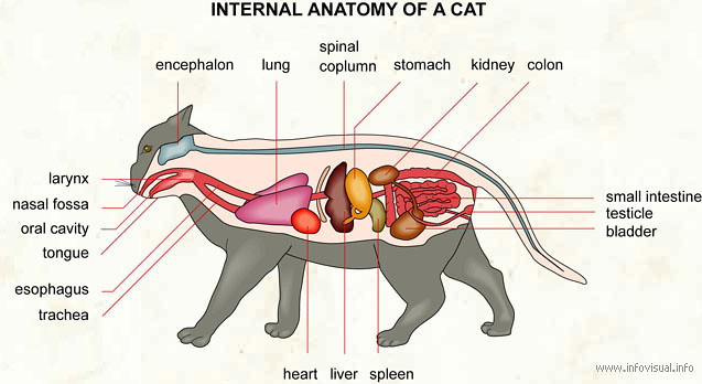 Internal structure of cats