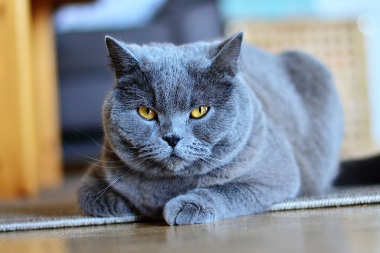 Kesan Pengisi dalam Makanan Kucing