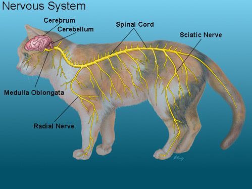 Nervous system of cats