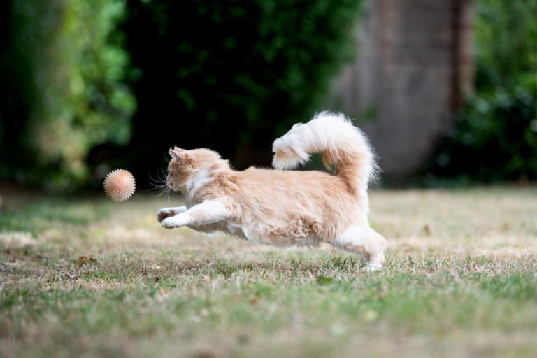 Secrets of Cat Play and Enrichment: Stimulating Your Feline’s Mind and Body