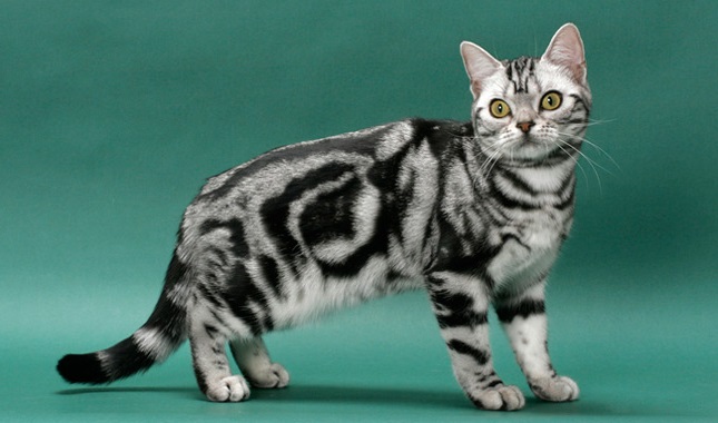 American Shorthair: Si Elegan Bertubuh Sasa