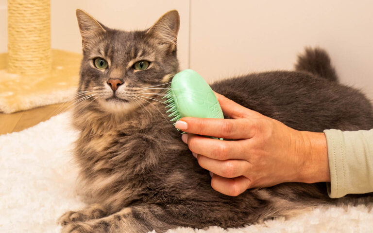 10 Cat Grooming Tips and Techniques: Guide to Keeping Your Feline Friend Healthy and Happy