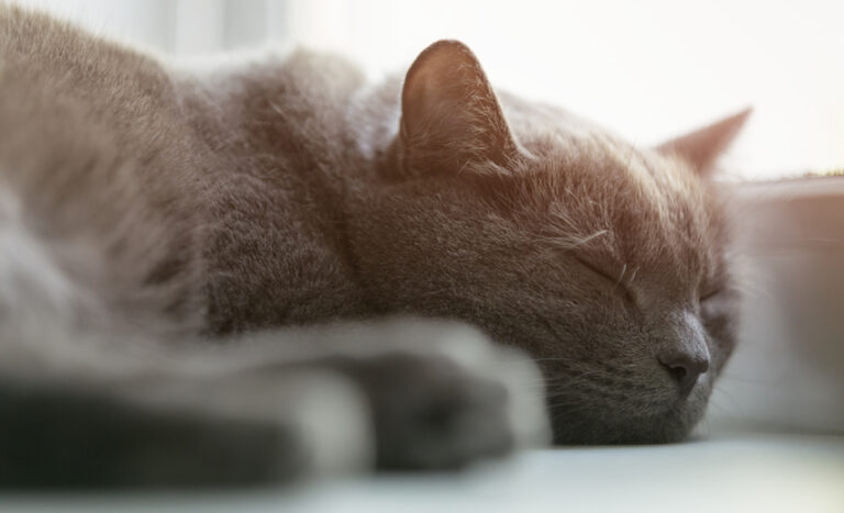 Understanding Common Ailments Affecting Cats