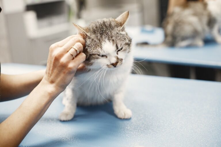 Handling everyday cat health issues