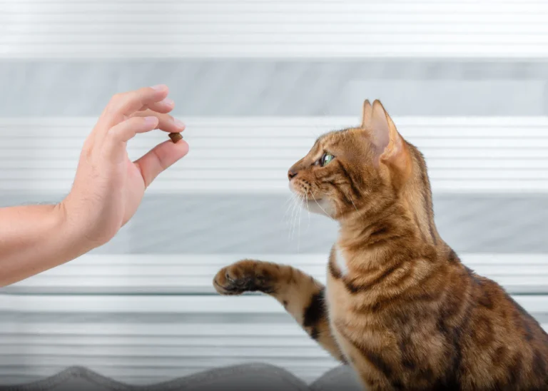 Cat Behavior and Training Techniques