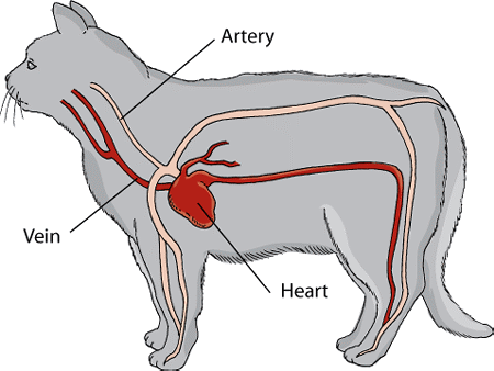 Cardiovascular system in cats