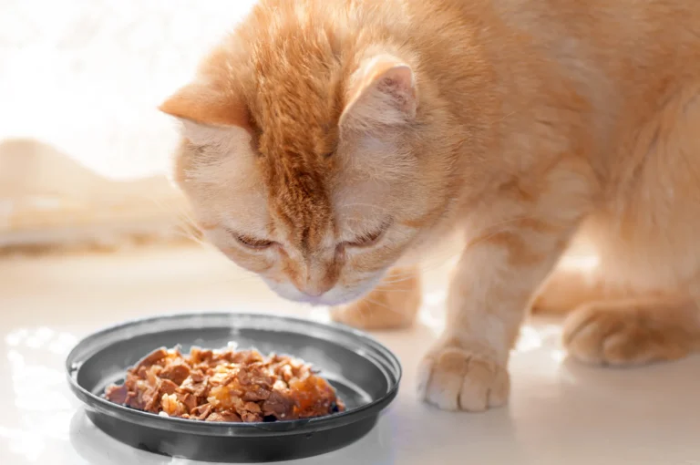 Dry Cat Food: A Comprehensive Guide for Cat Owners