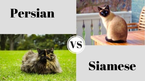 Kucing Siam Dan Kucing Parsi: Pilihan Terbaik Untuk Pencinta Kucing Di Malaysia