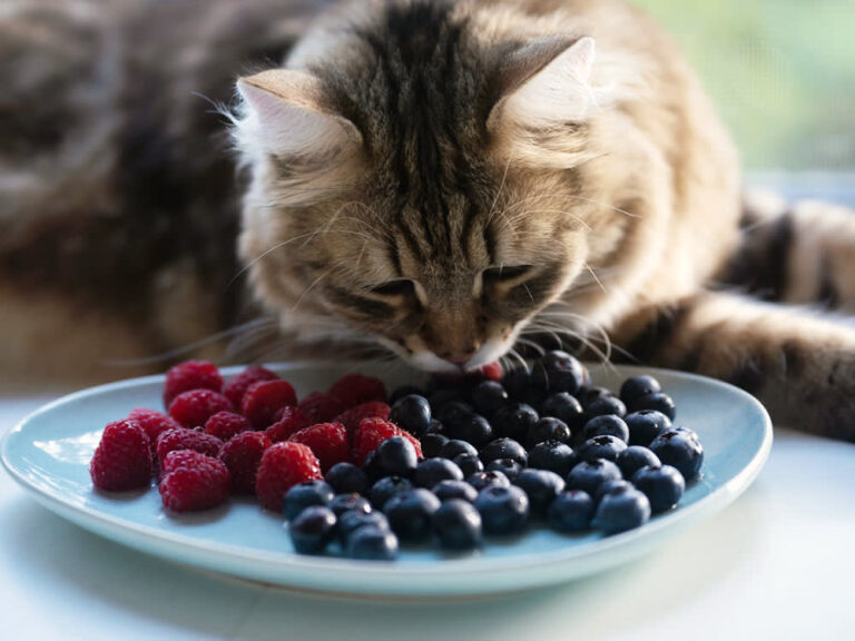 Kelebihan Makanan Basah untuk Kucing