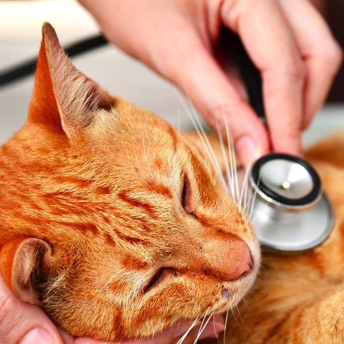 Cat sickness prevention