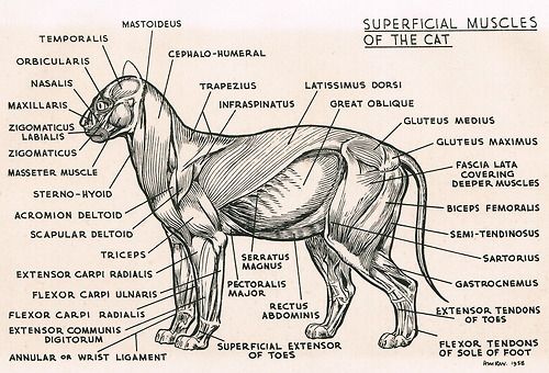 Cat anatomy for veterinary students