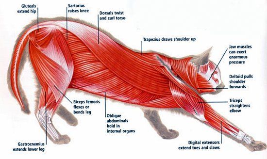 Skeletal muscles in cats