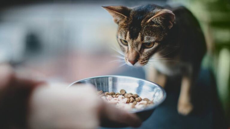 Makanan untuk Pengurusan Berat Badan Kucing