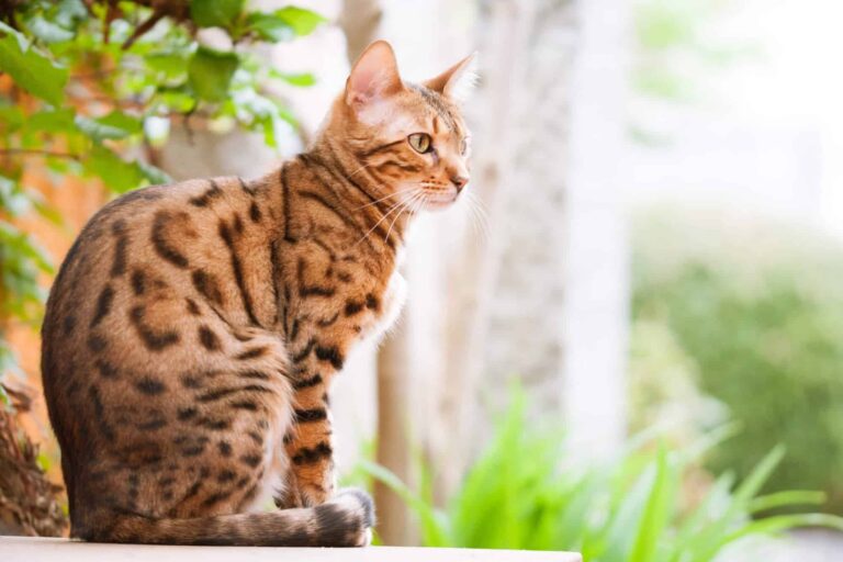 Sifat Kucing Bengal: Keunikan Sahabat Bergaya Eksotik