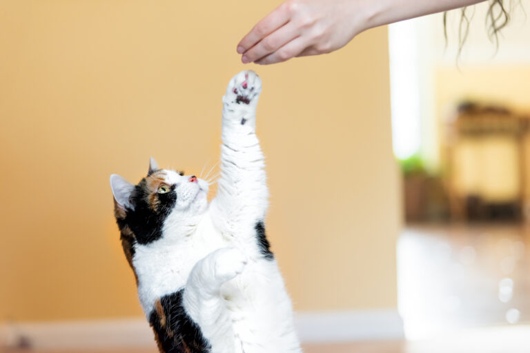 Communication Styles in Different Cat Breeds: Understanding Your Feline Friend’s Language