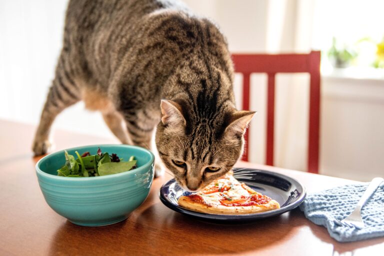 Makanan Kucing Premium: Menyuburkan Sahabat Felin Anda