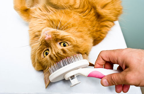 Common Cat Health Issues: A Comprehensive Guide for Cat Owners