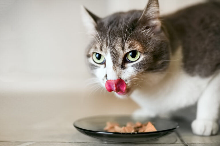 Makanan Kucing Premium: Maksimumkan Nilai Pemakanan