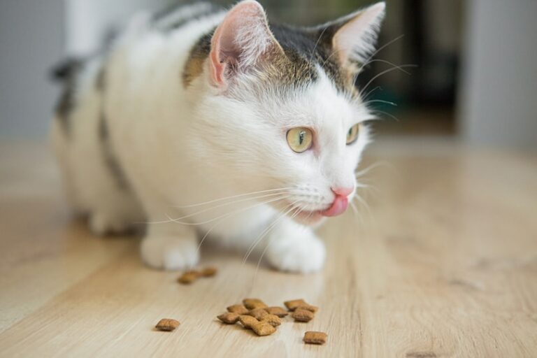 Tip Makanan Kucing Buatan Sendiri Bebas Bijirin