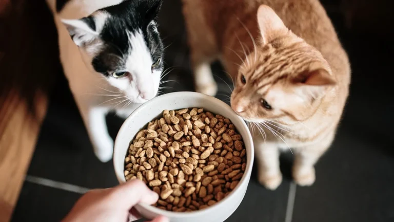 Mengapa Memilih Makanan Kucing Premium yang Kaya Nutrien?