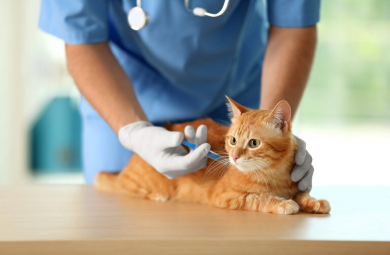 Vaccinations for Cats: Ensuring Feline Health and Well-being