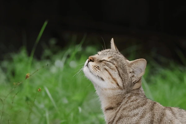 Mengenali Anatomi Tubuh Kucing: Memahami Fungsi Organ Penting